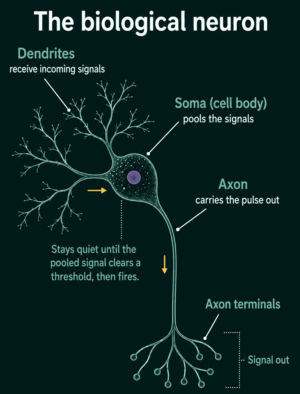 A biological neuron with dendrites receiving signals, the cell body pooling them, and the axon carrying a pulse out once the pooled signal clears a threshold.